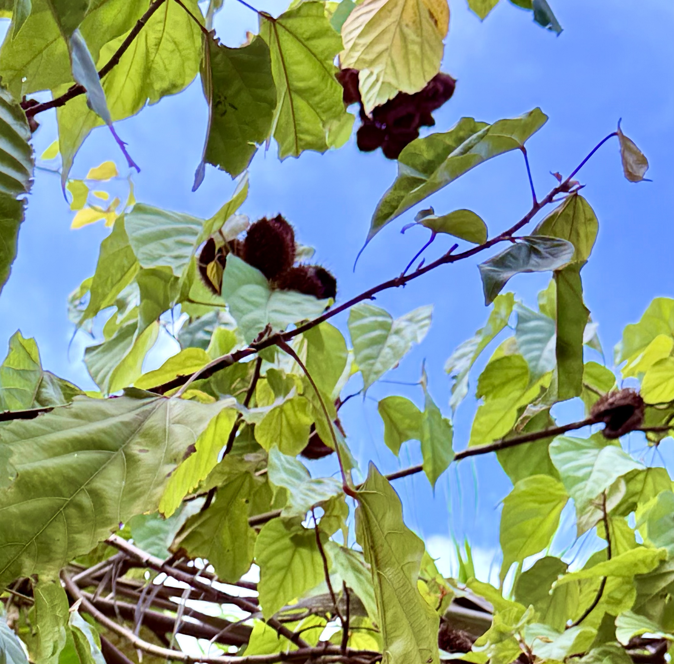 Achiote