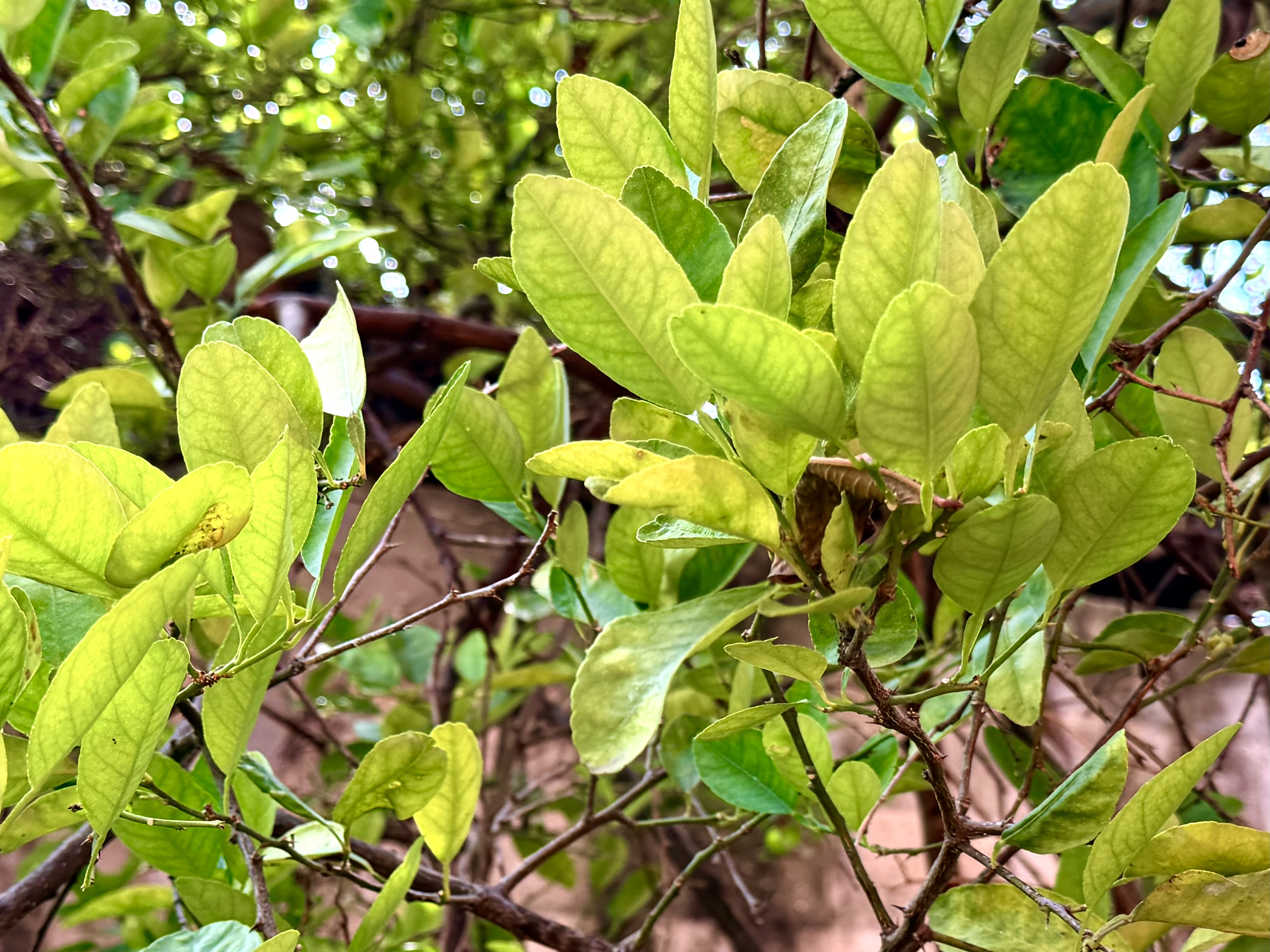 planta 3