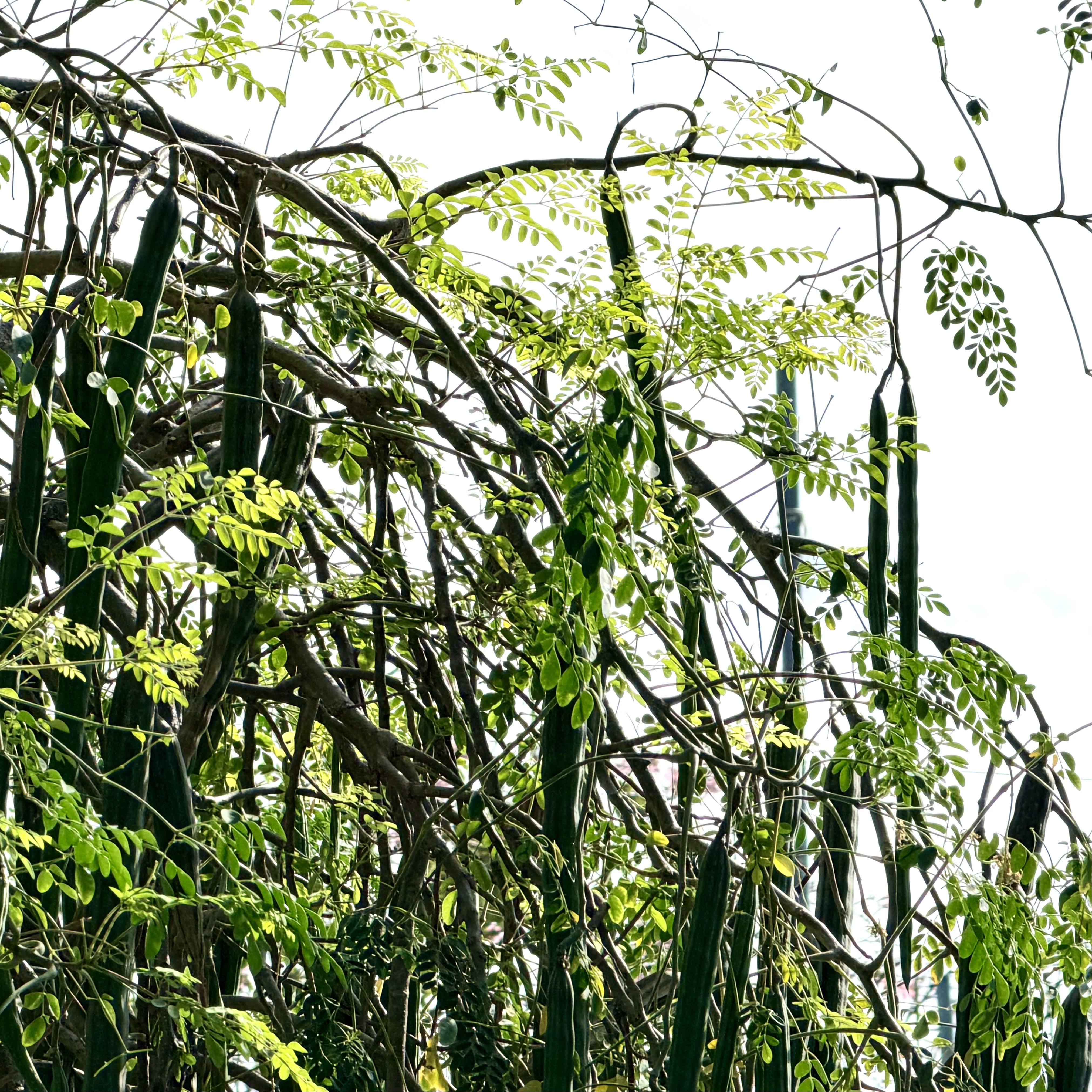 planta 1