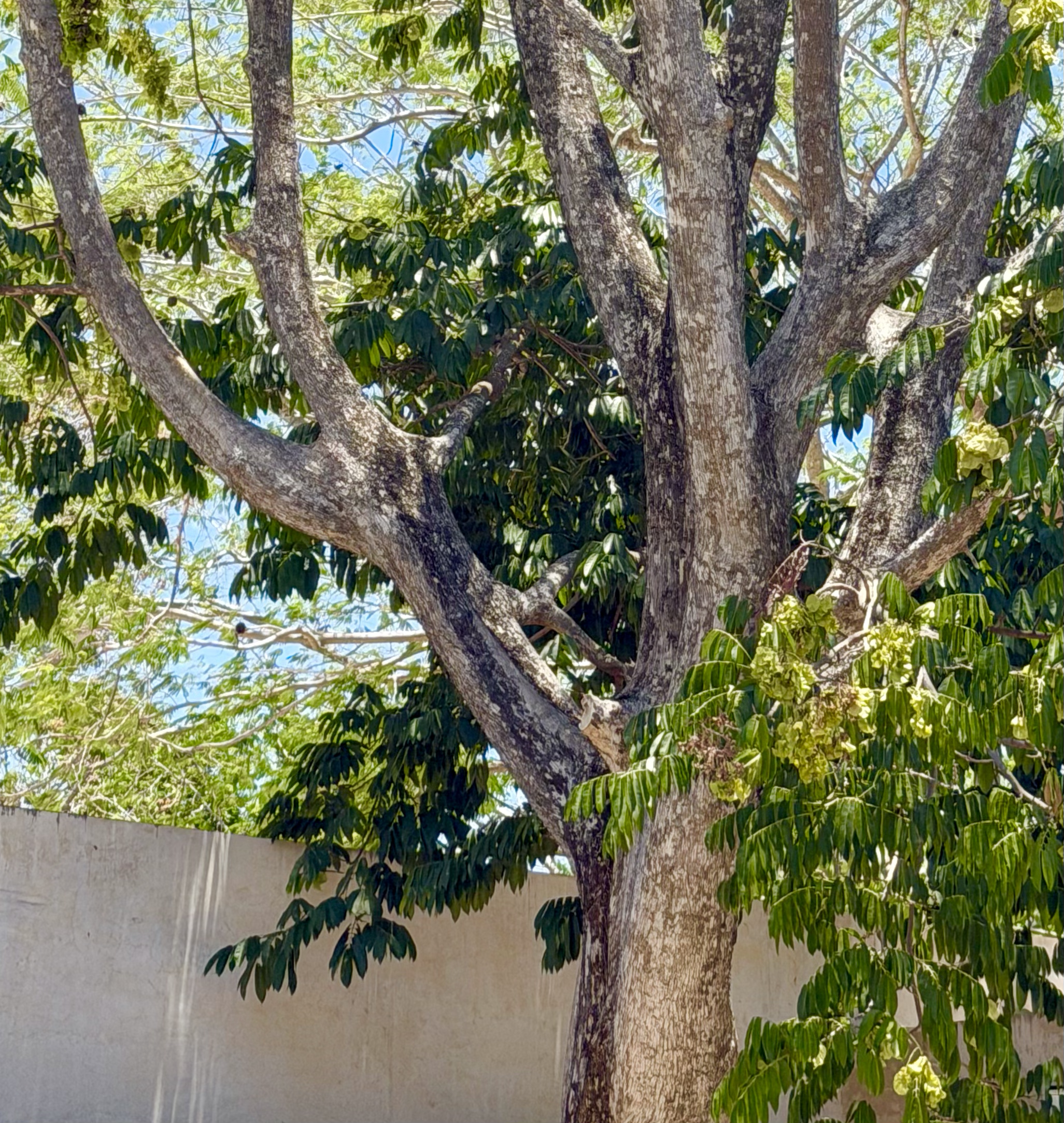 Ceiba